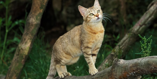 Domestic Cats vs. African Wildcats: What Do They Have in Common?
