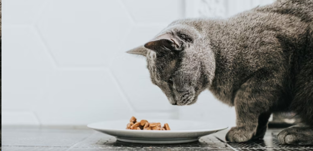 Wet vs. Dry Cat Food: Which is Better?