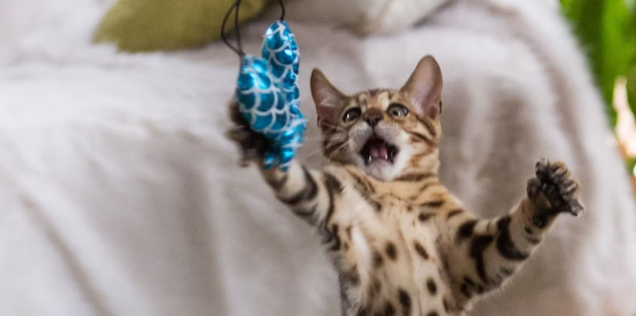 Why Cats Pounce and Stalk?