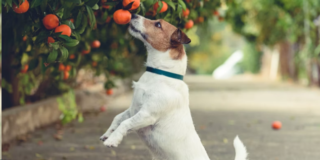 Can Dogs Eat Tangerines?