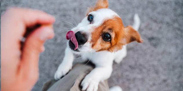 What Human Foods Are Bad for Dogs?