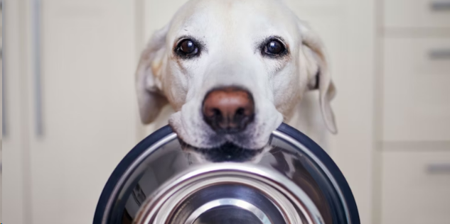 What is Real Meat Dog Food Made Of?