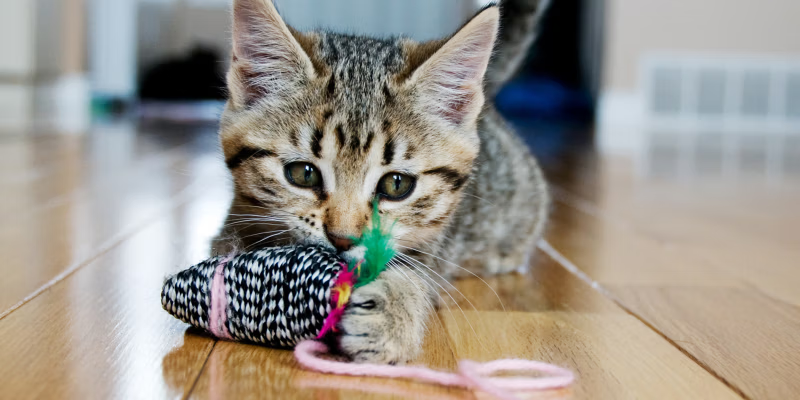 Kitten Teething: Everything You Need to Know