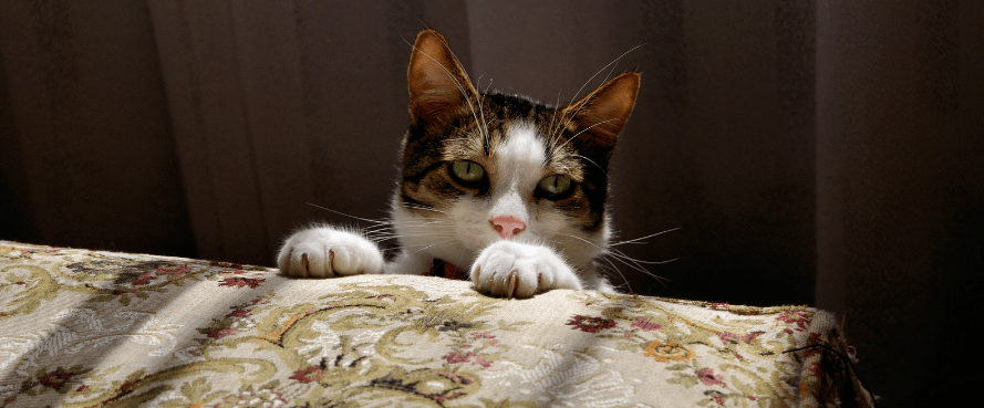 Analysis on the Development of E-commerce in the Pet Industry