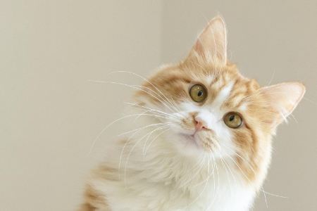 The pet industry in Linyi is booming