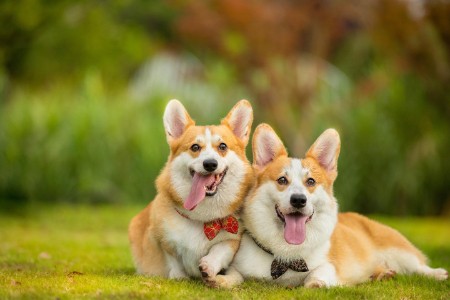 Cross border pet Senma doesn